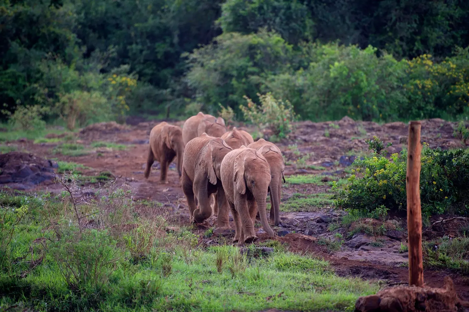 Orphaned baby elephants running to their keepers at the Sheldrick nursery