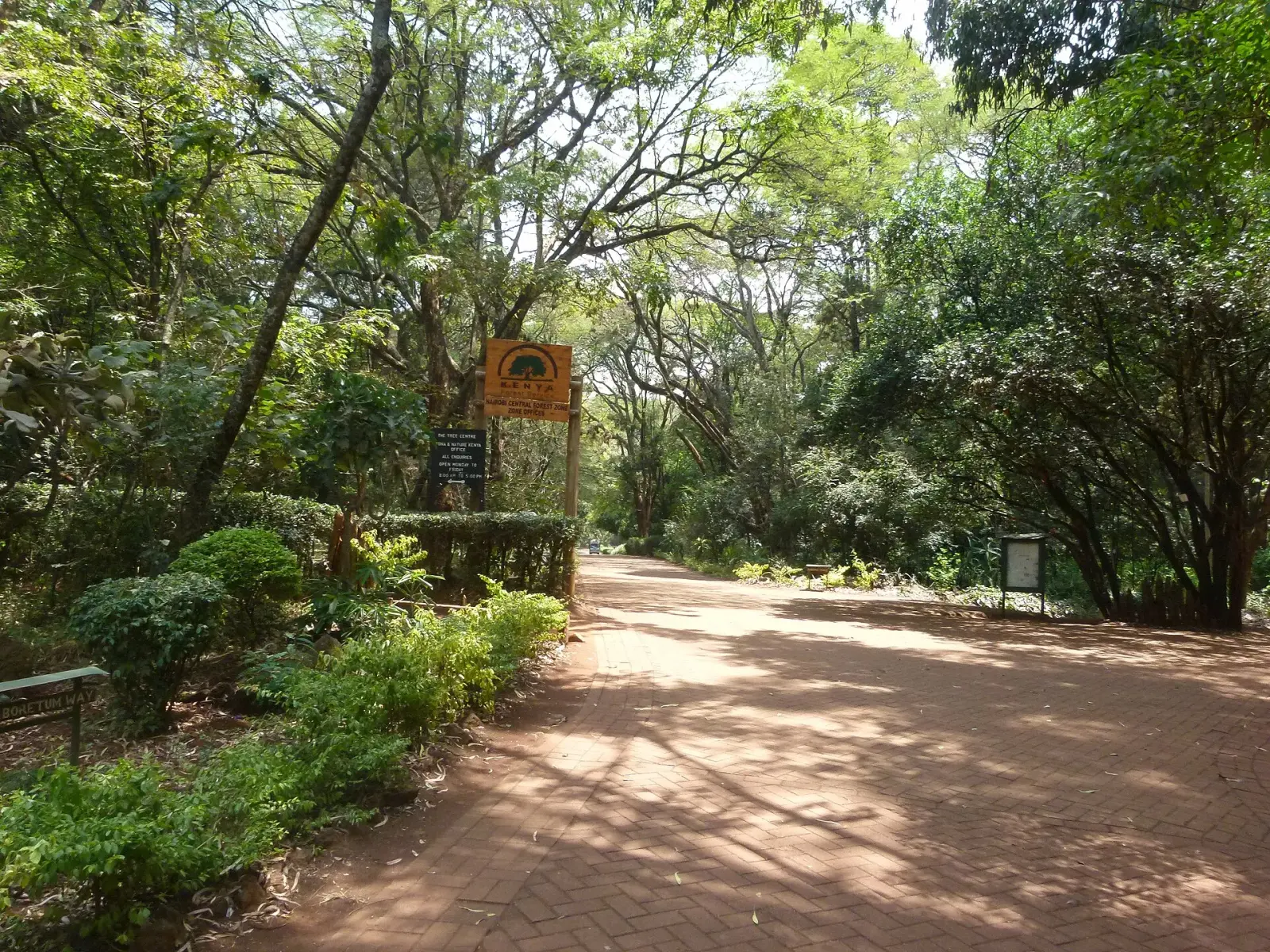 A shaded path in the Nairobi Arboretum