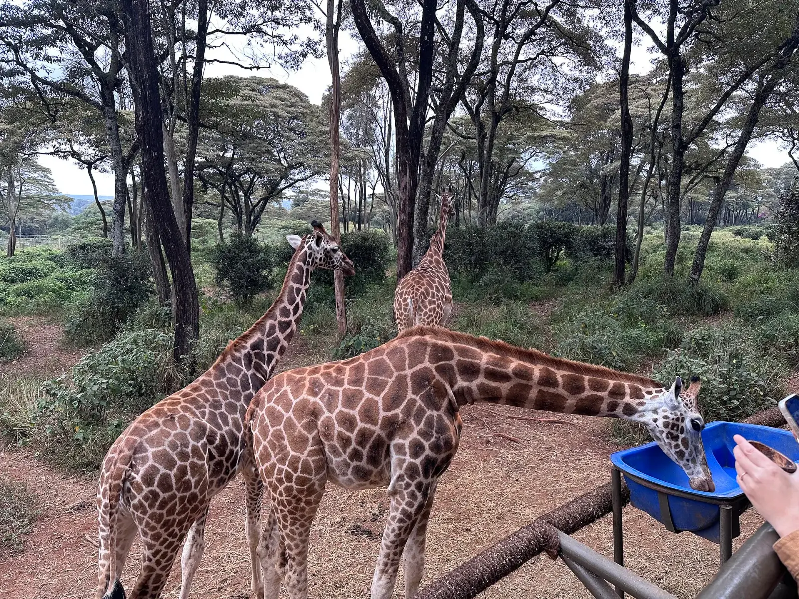 Visitors feeding giraffes from the platform at the Giraffe Centre