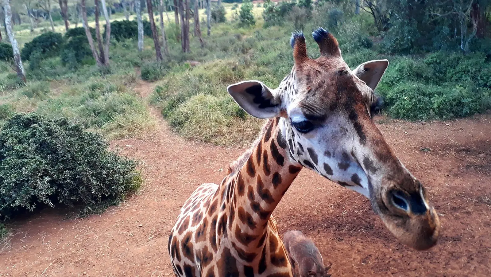 A giraffe up close on a path at the Giraffe Centre
