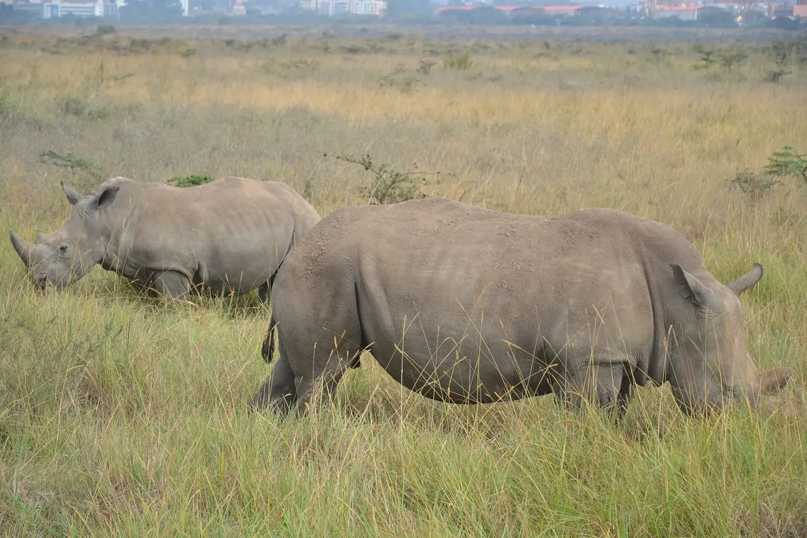 Wildlife close to home
