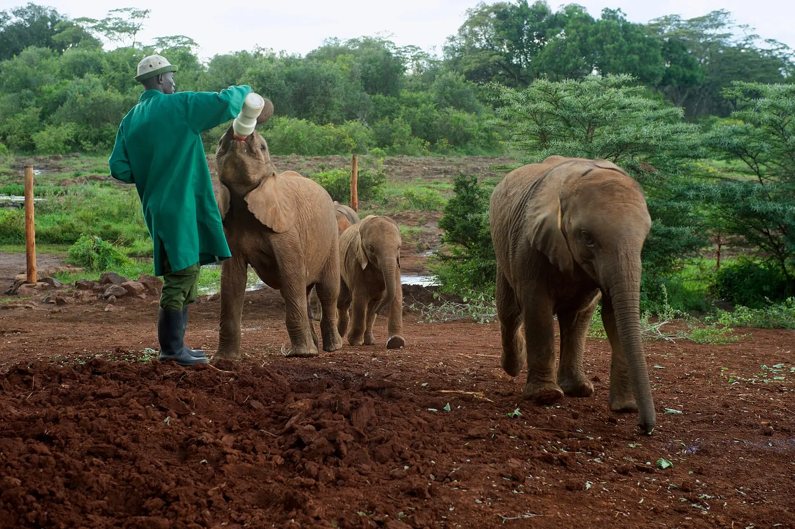 A keeper bottle-feeding a baby elephant at the Sheldrick nursery