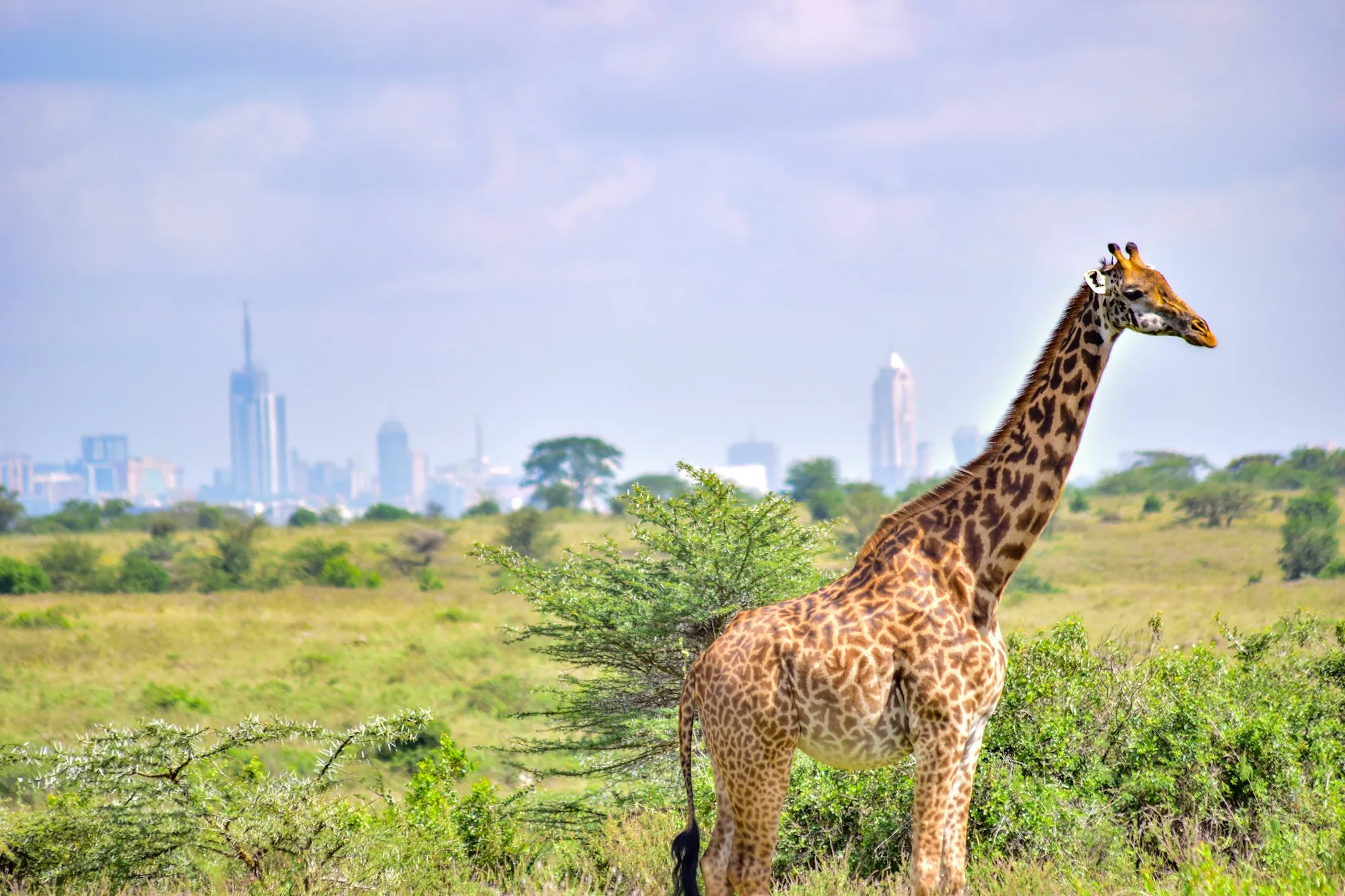 Nairobi, With a Local